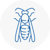 Swanage Wasp Nest Removal